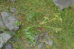 Gingidia montana