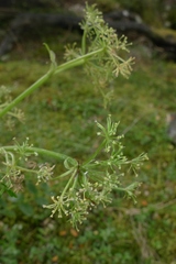 Gingidia montana