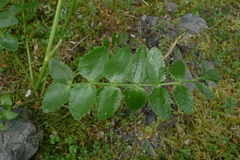Gingidia montana
