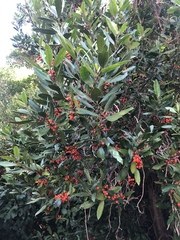 Hedycarya arborea