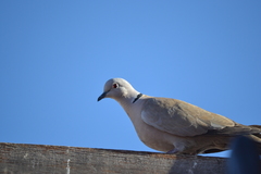 Streptopelia decaocto