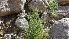 Cryptantha maritima maritima