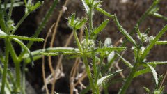 Cryptantha maritima maritima