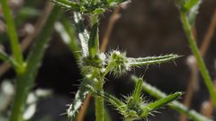 Cryptantha maritima maritima