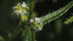 Cryptantha maritima maritima