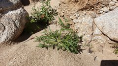 Cryptantha barbigera barbigera