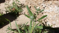 Cryptantha barbigera barbigera