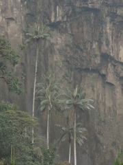 Ceroxylon quindiuense