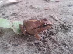 Arthroleptis stenodactylus