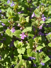 Glechoma hederacea