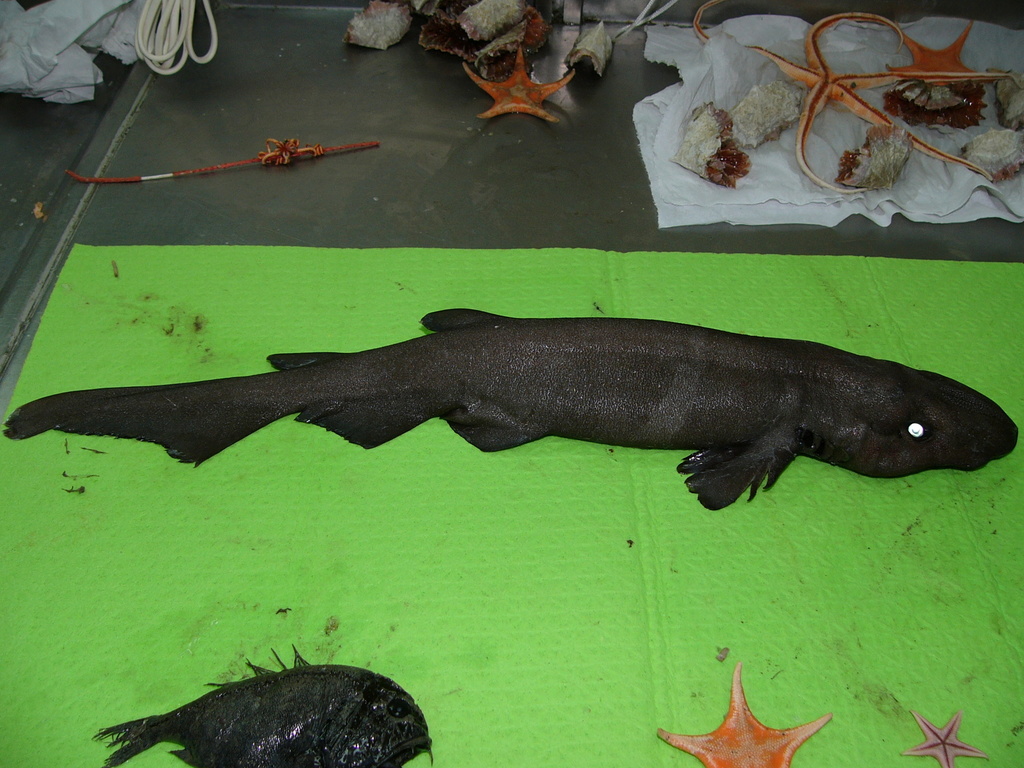 Black Roughscale Catshark