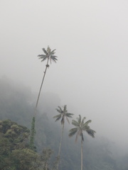 Ceroxylon quindiuense
