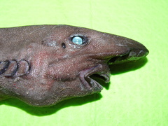 Apristurus melanoasper