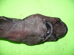Apristurus melanoasper