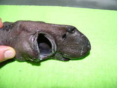 Apristurus melanoasper