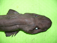 Apristurus melanoasper