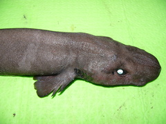 Apristurus melanoasper