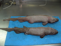 Apristurus profundorum