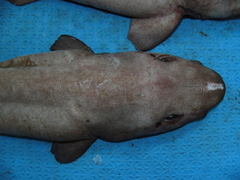 Apristurus profundorum