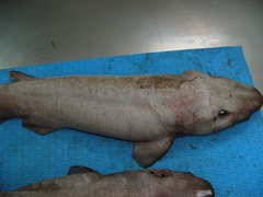 Apristurus profundorum