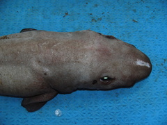 Apristurus profundorum