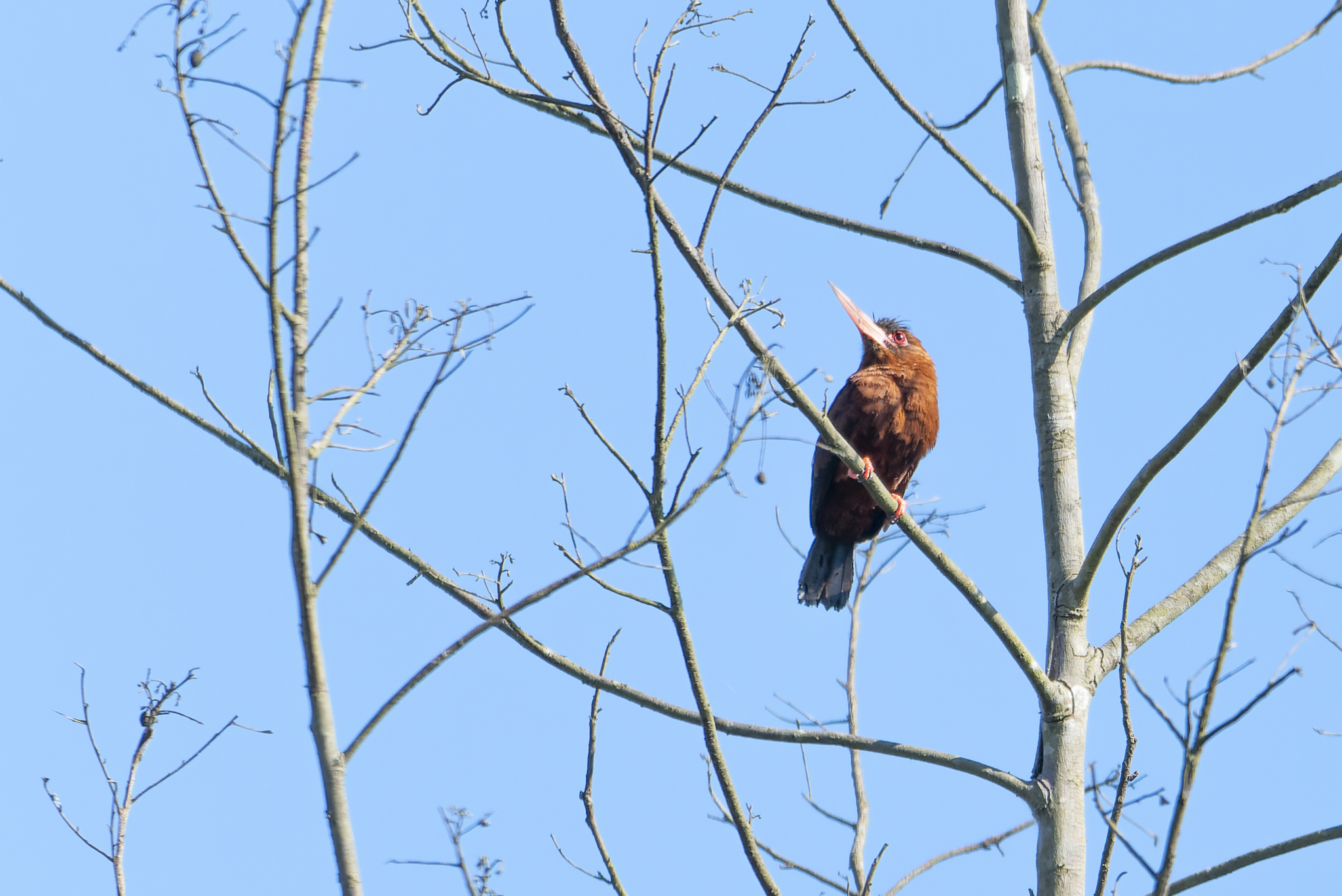 Purus Jacamar (Galbalcyrhynchus purusianus), photo 9
