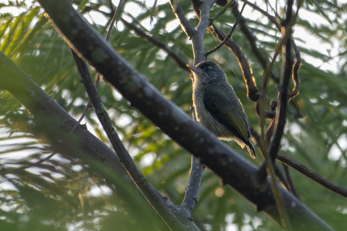 Plain-breasted Piculet (Picumnus castelnau), photo 5