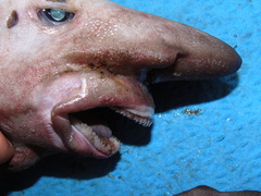 Apristurus profundorum