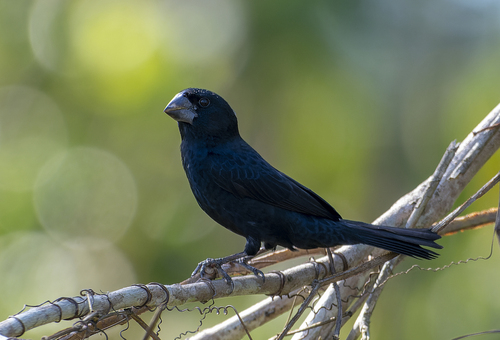 Black-billed Seed Finch (Sporophila atrirostris), photo 4