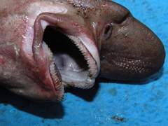 Apristurus profundorum