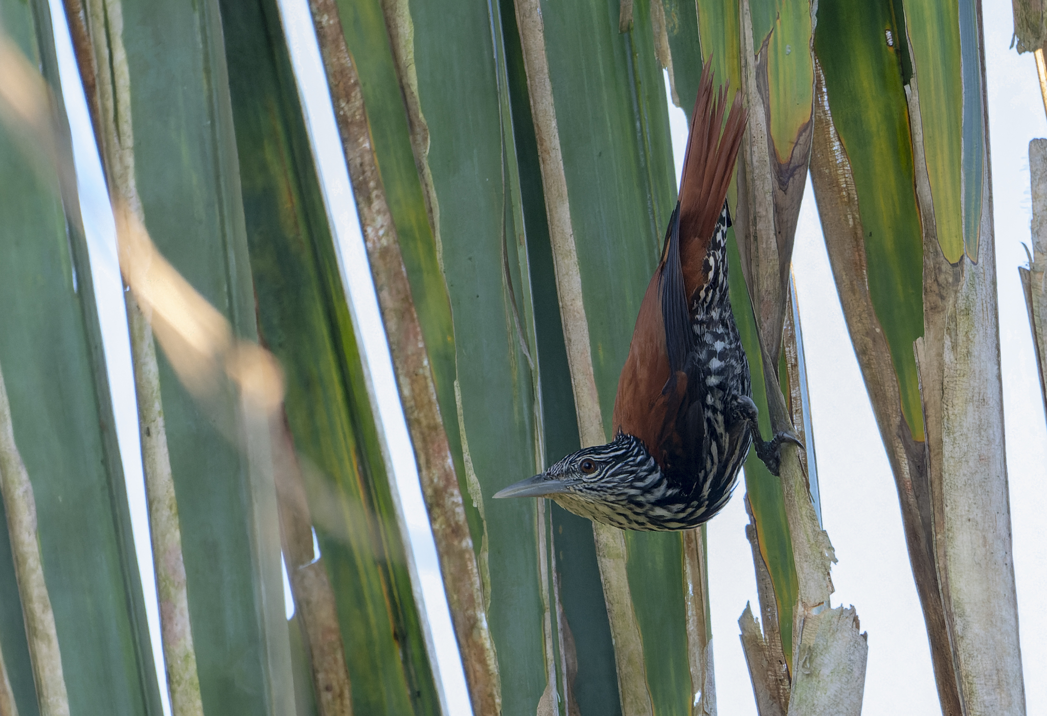 Point-tailed Palmcreeper (Berlepschia rikeri), photo 6
