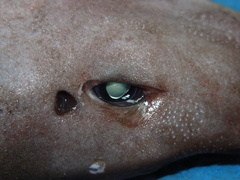 Apristurus profundorum