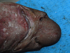Apristurus profundorum