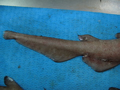 Apristurus profundorum