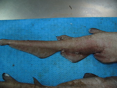Apristurus profundorum