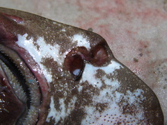 Apristurus profundorum