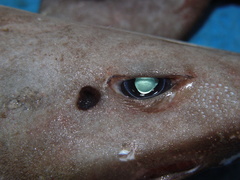 Apristurus profundorum