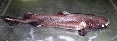 Centroscyllium fabricii