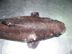 Centroscyllium fabricii