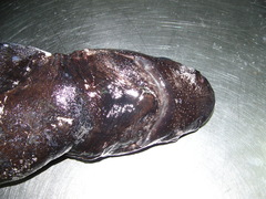 Centroscyllium fabricii