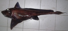 Smalleyed Rabbitfish photo 3