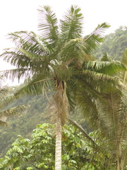 Ceroxylon quindiuense