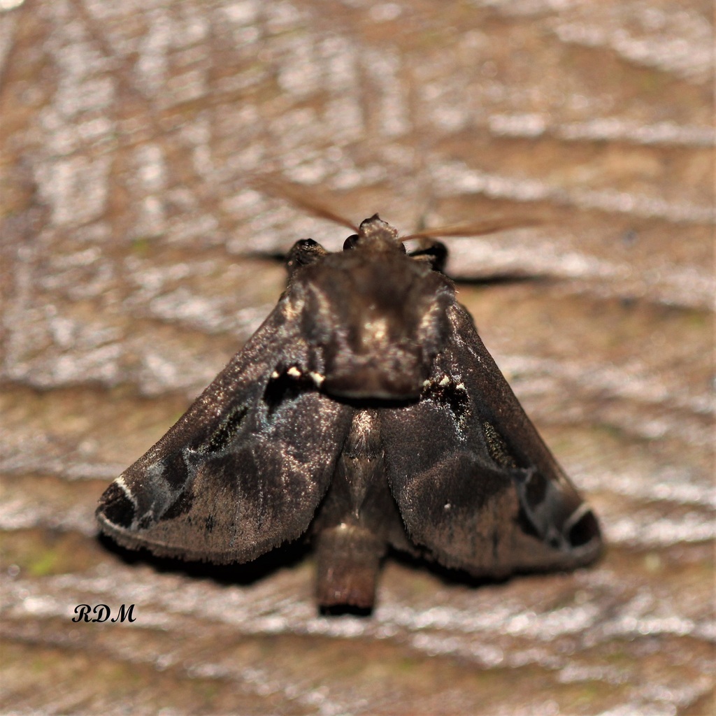 Semyra coarctata