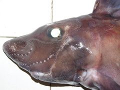 Smalleyed Rabbitfish photo 2