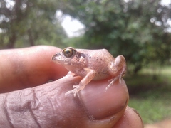 Arthroleptis stenodactylus