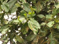 Nectandra