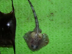 Rajella fyllae