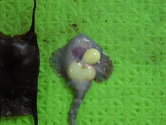 Rajella fyllae