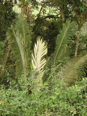 Ceroxylon quindiuense