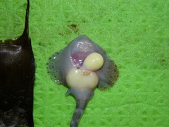 Rajella fyllae